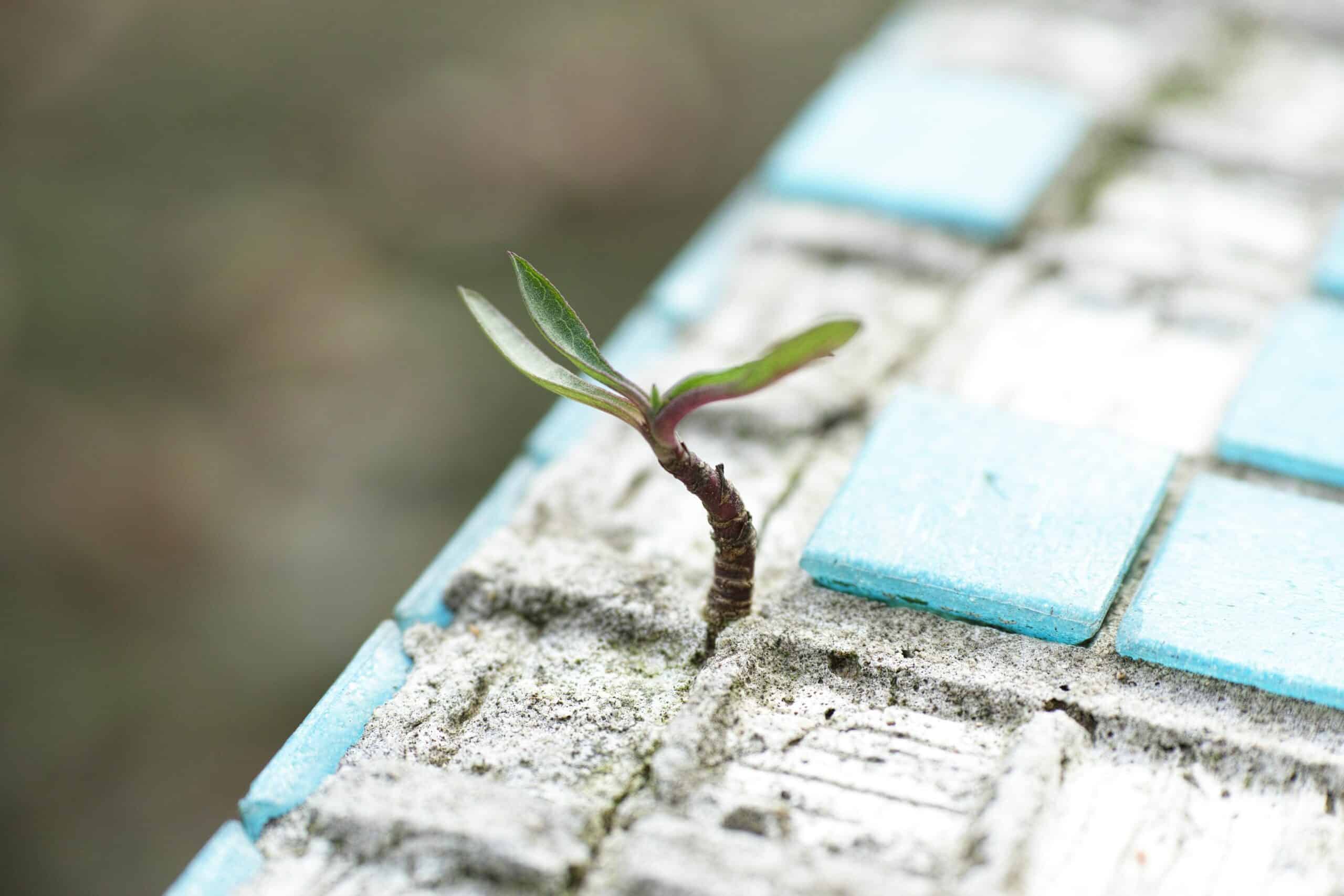 micro-forêts urbaines
